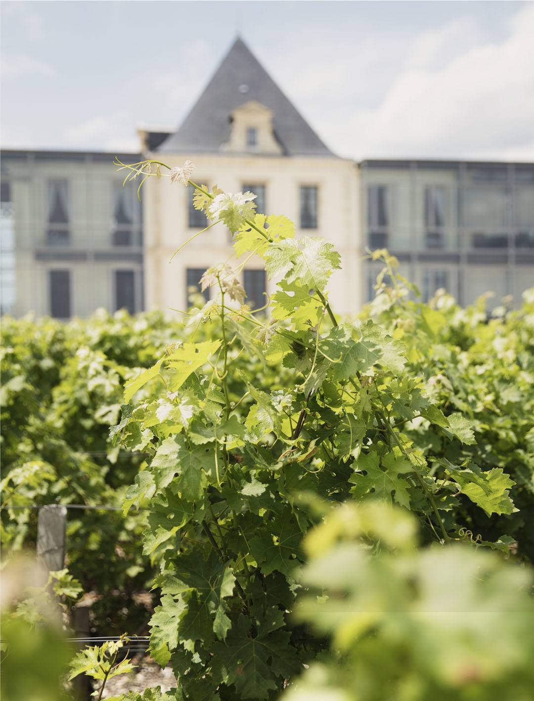 Massal selection and the preservation of our viticultural heritage - Chateau Pedesclaux