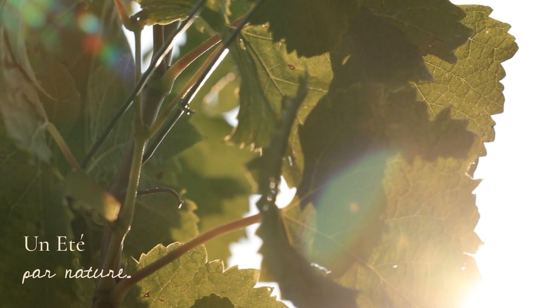 Massal selection and the preservation of our viticultural heritage - Chateau Pedesclaux