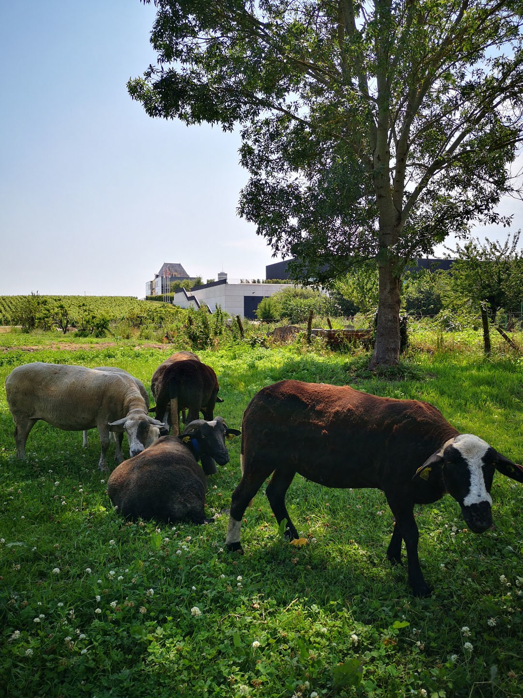 Massal selection and the preservation of our viticultural heritage - Chateau Pedesclaux