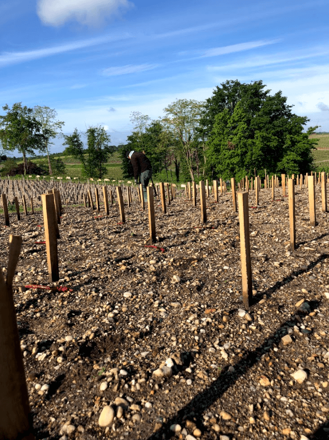 La sélection massale et la préservation du patrimoine viticole - Chateau Pedesclaux