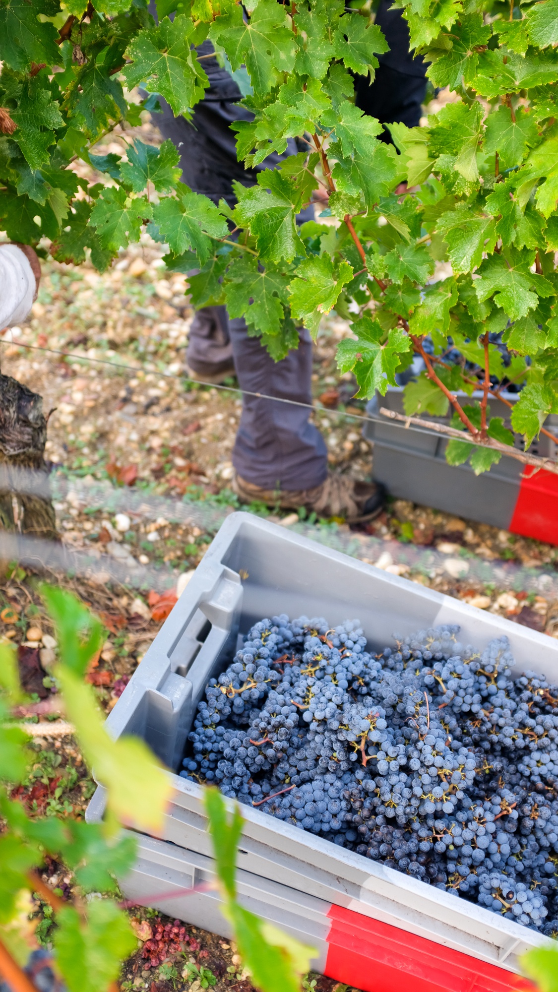 La viticulture, un rempart contre l’exclusion? - Chateau Pedesclaux