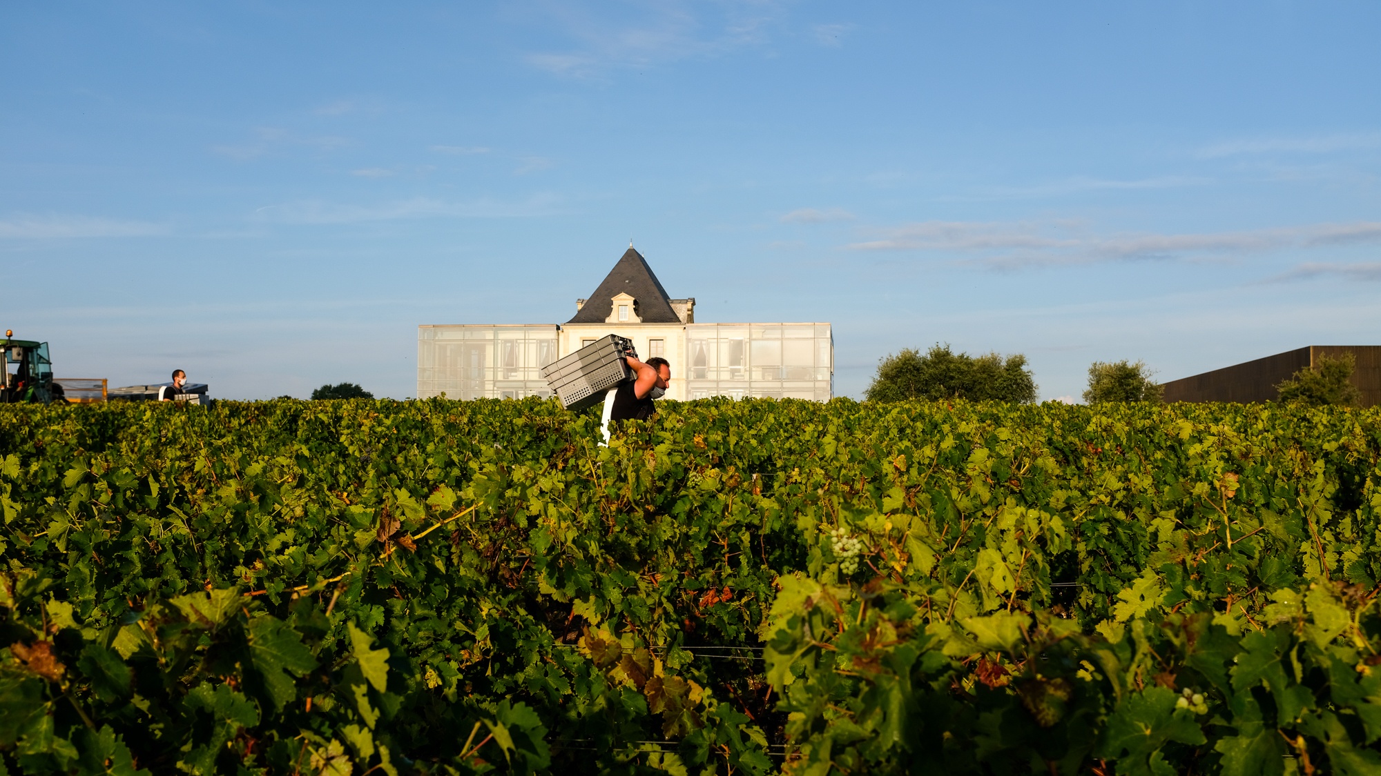 La viticulture, un rempart contre l’exclusion? - Chateau Pedesclaux