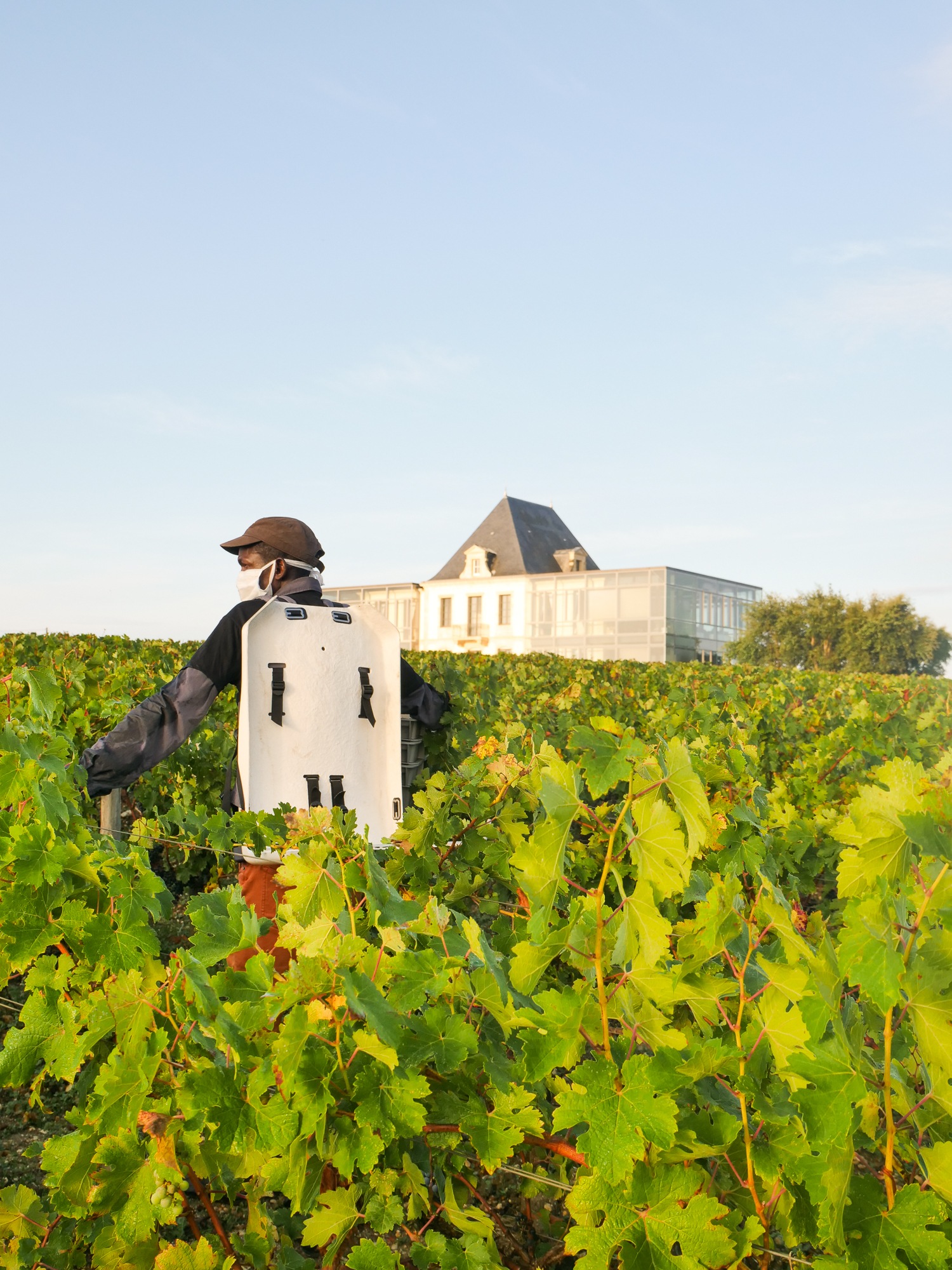 La viticulture, un rempart contre l’exclusion? - Chateau Pedesclaux