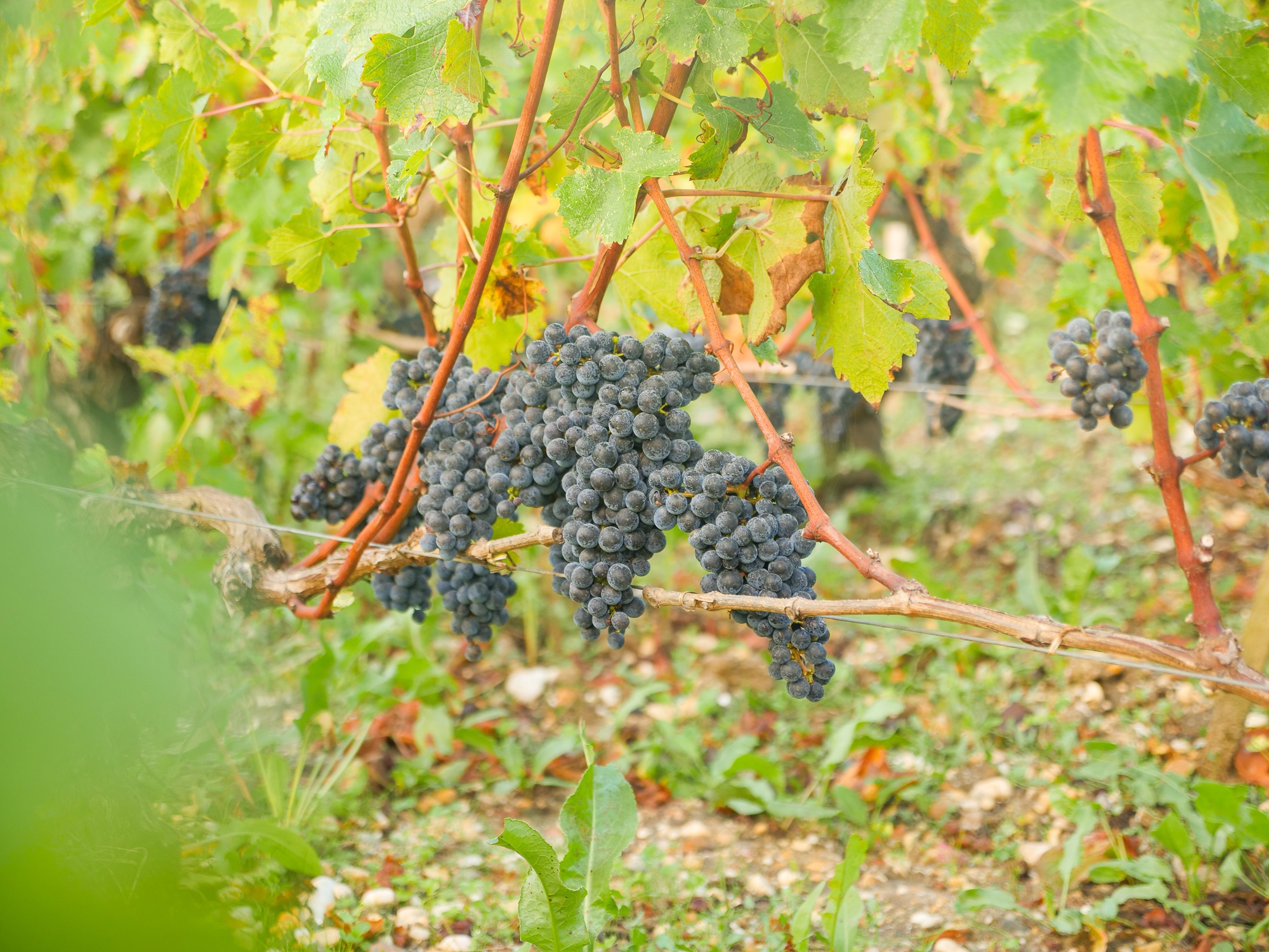 La viticulture, un rempart contre l’exclusion? - Chateau Pedesclaux