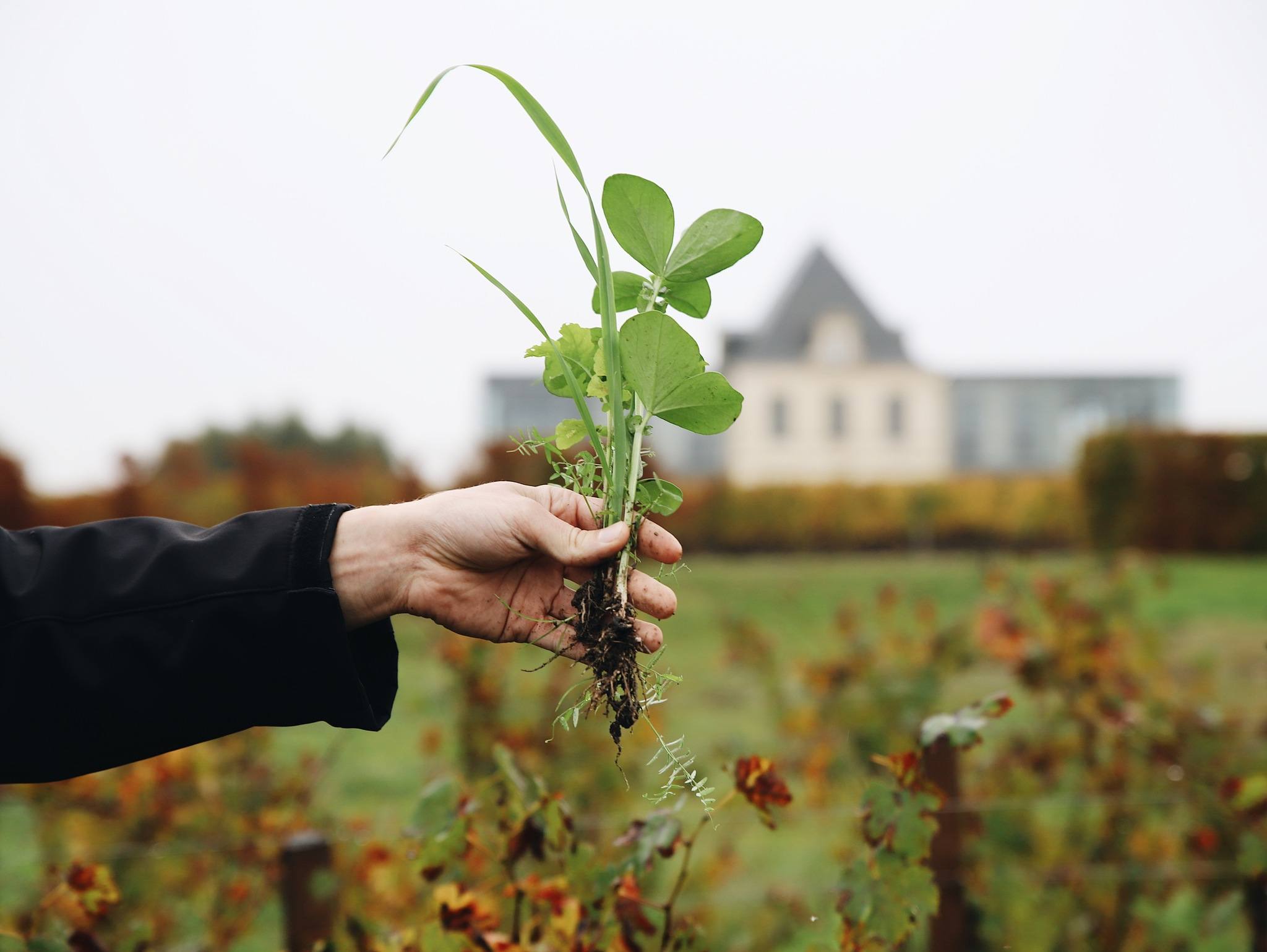 Green fertilizers - Chateau Pedesclaux