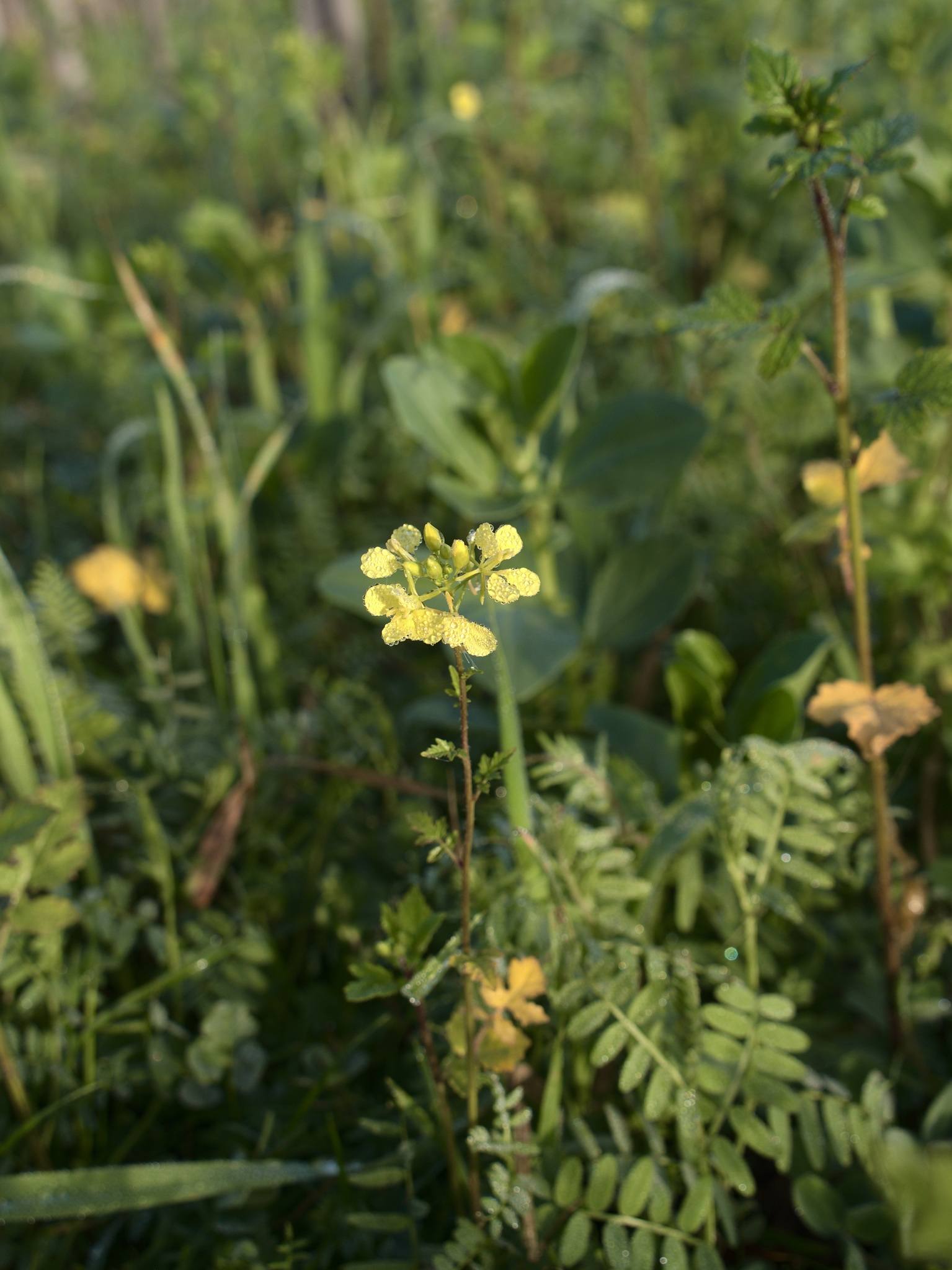 Green fertilizers - Chateau Pedesclaux