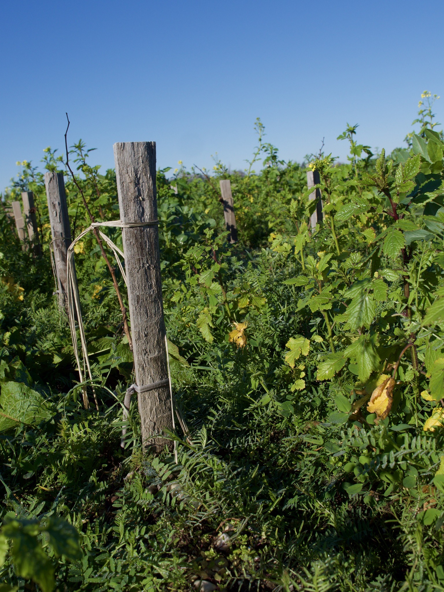 Green fertilizers - Chateau Pedesclaux