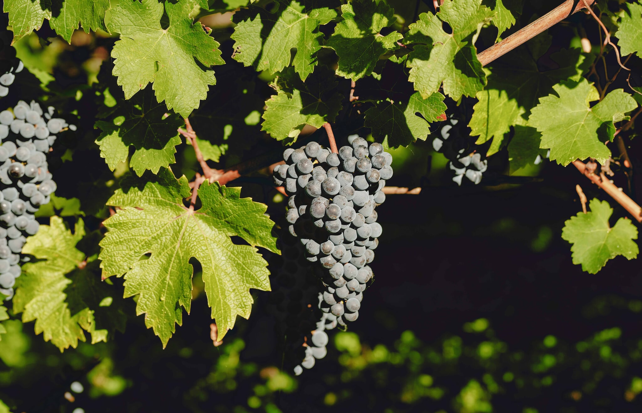 La nature - Chateau Pedesclaux
